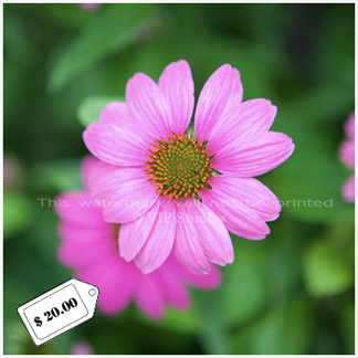 Purple Cone Flower_6125.png